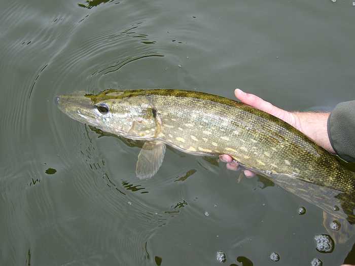 Der darf weiter schwimmen...